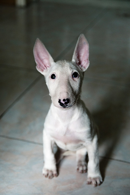 n0vella:  点儿八  - puppy English bull terrier by marcusuke on Flickr. 