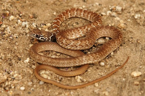 A juvenile Red Racer, (Masticophis flagellum piceus), trying to blend into the dirt. These snakes are a non-venomous colubrid species and they can be found in southern California, Nevada, Arizona, and into Sonora and Baja California in Mexico. This...