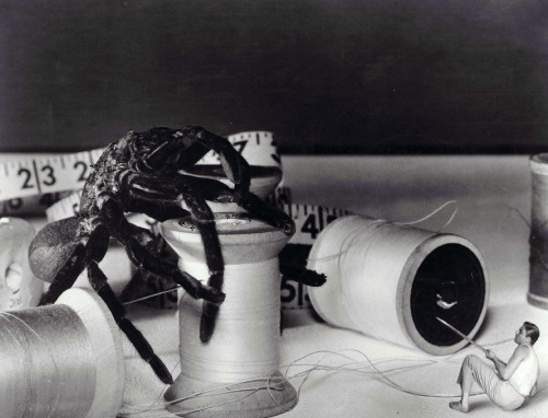 oldhollywood:  Grant Williams in The Incredible Shrinking Man (1957, dir. Jack Arnold), the story of a man who starts shrinking after he’s exposed to a radioactive cloud. To film a scene in which Williams battles a tarantula, Arnold filmed a real Panamani