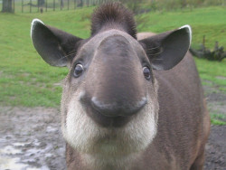 hatterandahare:  thefluffingtonpost:  Tapirs