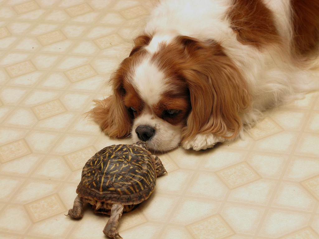 thefluffingtonpost:  Epic Staring Contest Won by Puppy in 12th Round Charlie, a two-year