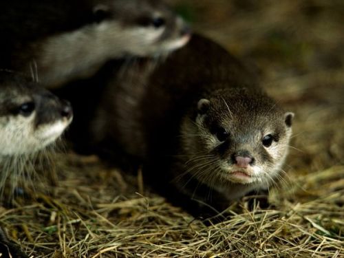 Short - Clawed Otter By David Pierce Johnson