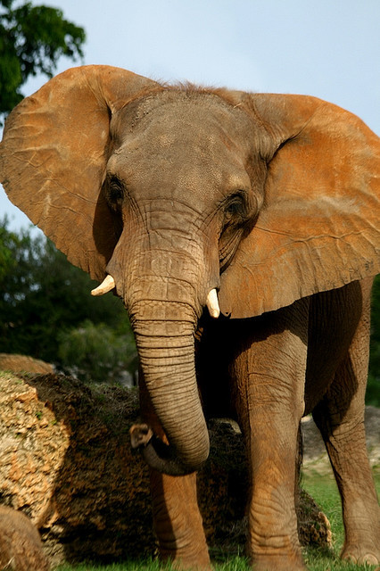 elephants-and-paradise:  theadventurechild:  Jungle/tropical blog   ☼ ✿ ✌ ☮  ❁❁ Calm and relaxing ju