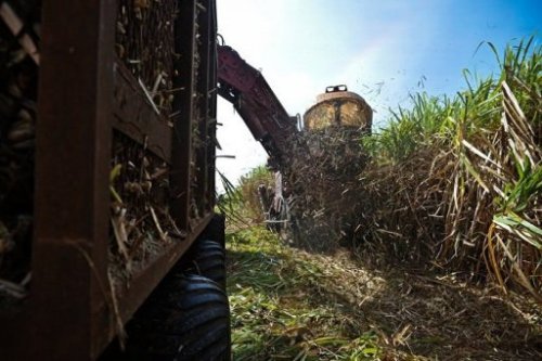 Cuba to use sugar cane in new electricity plantCuba will open its first electricity plant using suga