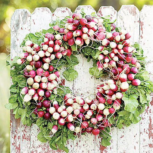 ediblegardensla:Radish wreath.