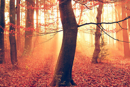xlysah.tumblr.com/post/14774405658/