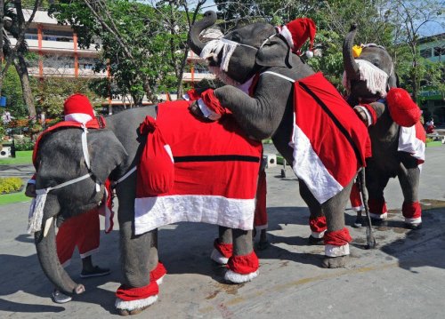 Hope you all have a notty Xmas like the elephants in downtown Bangkok
