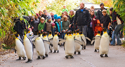 thespiritcatcher:  Penguin Parade (by Tambako the Jaguar) 