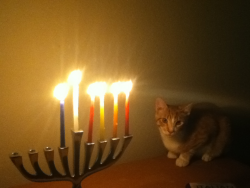 rmgilby:  This could get dangerous, Desmond.  Hanukkah cat!