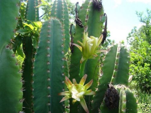 yosemitebee:  Approximately 1-2 hours after consumption the San Pedro will reveal