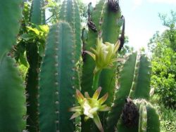 Yosemitebee:  Approximately 1-2 Hours After Consumption The San Pedro Will Reveal