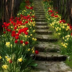 sleepinsidemysoul: Stairway to spring…