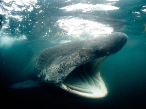 livinglifethroughpictures:Basking SharkBy Nick Caloyianis