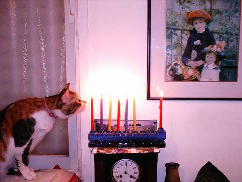 forevercats