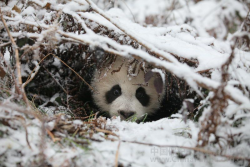 Giant Panda Photos