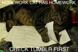Meme-Spot:   “Homework Cat”   Meme-Spot.tumblr.com  Olha O Gato Da Lívia &Amp;Hellip;
