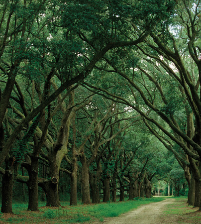 machobeach:  Canopy. Johns island, South Carolina.