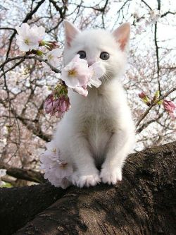 earthmoonlotus:  Awwww &lt;3 pretty kitty 