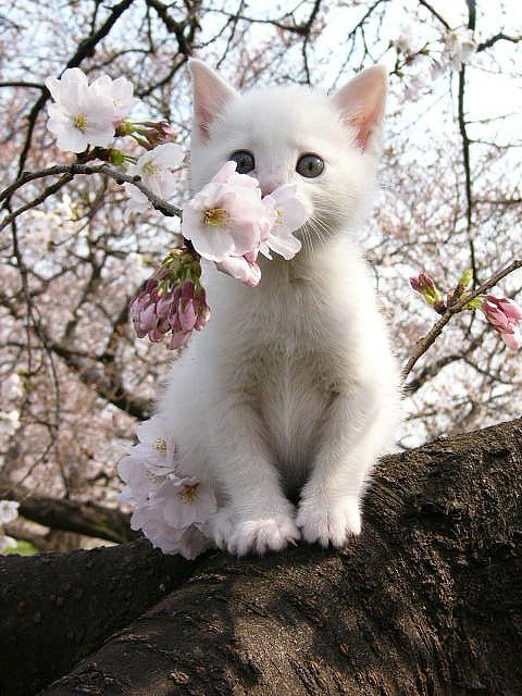 earthmoonlotus:  Awwww <3 pretty kitty 