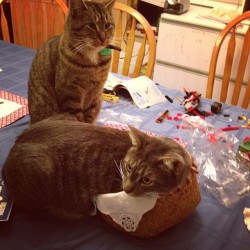 When they were newborns, both kitties fit inside our napkin basket. Mittens still likes the basket but he&rsquo;s a bit fat for it now! (Taken with instagram)