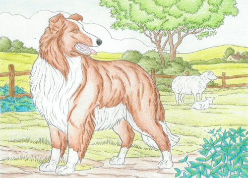Set of colouring pages of dogs I coloured.