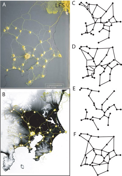 Talented and dedicated engineers spent countless hours designing Japan’s rail system to be one of the world’s most efficient. Could have just asked a slime mold.