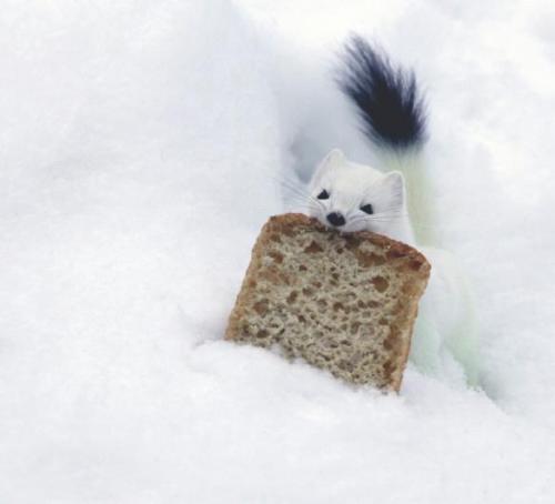 twinmachines:  shoemoneytonight:  p-e-r-e-g-r-i-n-e:  stoat with some bread :) photo by ari tervo  LOOK AT ITS TWO LITTLE TEETH  me rn  me