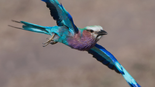 fairy-wren: lilac breasted roller photo by raymond barlow