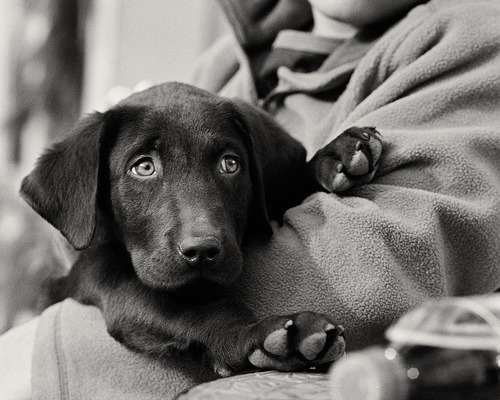 theanimalblog:  Happiness is……….. (by Peterson, Dave Peterson) 