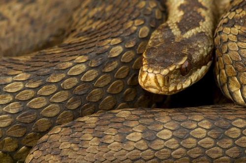 wilkosphotos:
“The Common European Adder(Vipera berus),  is a venomous viper species that is extremely widespread and can be found throughout most of Western Europe and all the way to Far East Asia. Known by a host of common names including Adder and...