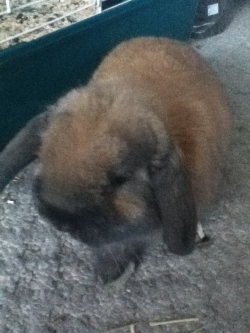 My new bunny!