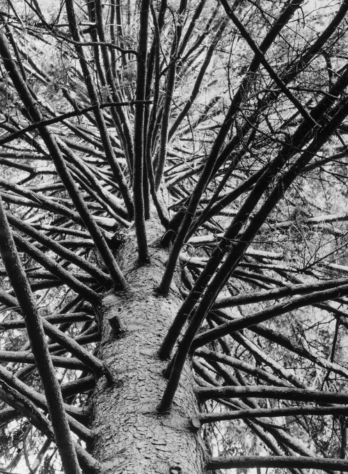 Astwerk einer Solitärfichte photo by Albert Renger-Patzsch, 1960