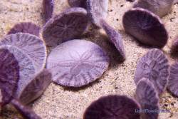 rhamphotheca:  oceansoftheworld:alongthereef: Live Sand Dollars (photo: Darvin Atkeson)  Sand dollars, see this post. 