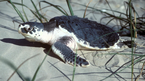 mad-as-a-marine-biologist:
“ Endangered Turtle Survives Trans-Atlantic Journey
by Christopher Joyce
A Kemp’s ridley sea turtle like this one traveled 4,600 miles across the Atlantic ocean in 2008. After being rehabilitated in Portugal, it is being...