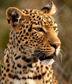 llbwwb:  Proud Leopard Mom (by Wild Dogger)