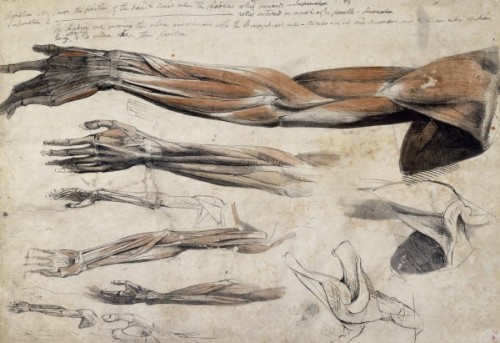 blithewine:A collection of anatomical drawings by Benjamin Haydon, c. 1805(via the Royal Academy of 