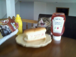 ludicrouscupcake:  broimhereforthemusic:  this cat looks stoked as hell  thats just thats just butter in a hotdog bun  With chips, and optional condiments to boot.