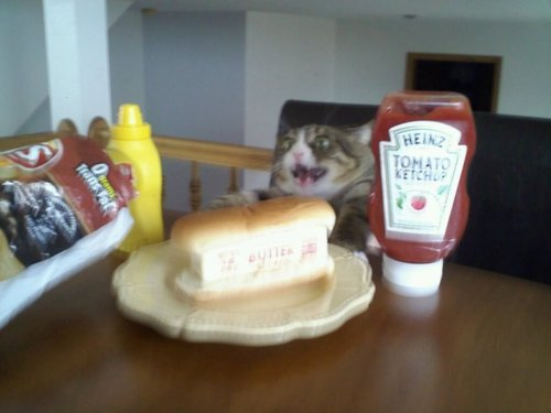 pmon3y69: ludicrouscupcake:  broimhereforthemusic:  this cat looks stoked as hell  thats just thats 