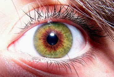 thenimbus:  funwithmedicine:  Central heterochromia is where the central (pupillary) zone of the iris is a darker color than the mid-peripheral (ciliary) zone.  I have this! :D 