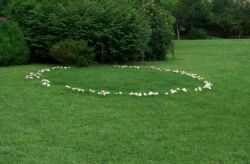  Fairy Ring ~ A fairy ring, also known as