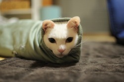 Tube cat.  amnemonic:  ネコジマン｜けむし猫｜猫画像,猫写真の投稿サイト
