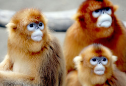 Ginger monkeys, :3 