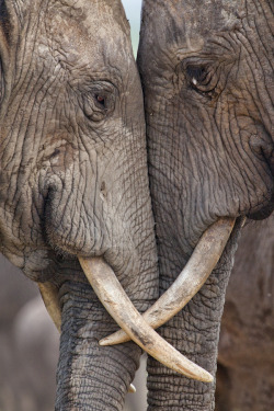 p-e-r-e-g-r-i-n-e:  african elephants (photo