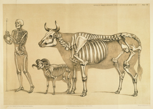 biomedicalephemera:Man (Homo sapiens sapiens), Cow (Bos taurus), and Ram (Ovis aries)The structure o