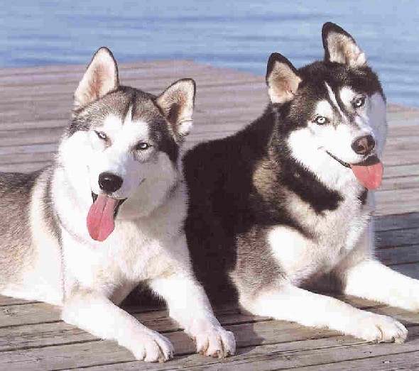 Huskies And Kittens