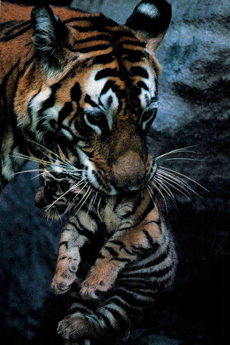p1kachu:  National Geographic, December 1997 