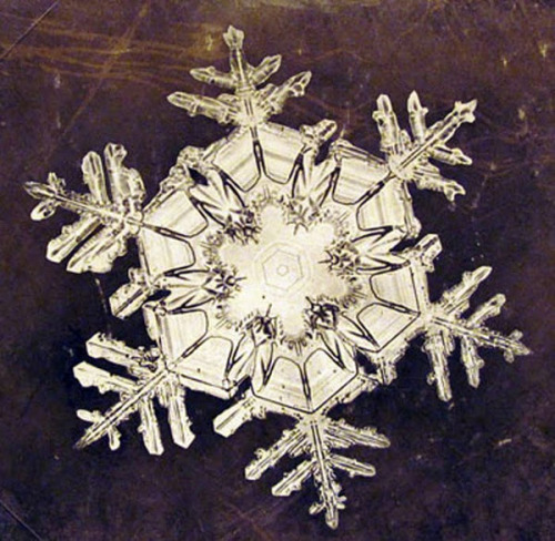 pasadenapictures:  In 1885, nineteen-year-old Wilson A. Bentley took his first successful photomicrograph of a snow crystal. He went on to capture over 5000 such images before he died on Dec. 23, 1931, after walking six miles in a blizzard. 