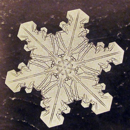 pasadenapictures:  In 1885, nineteen-year-old Wilson A. Bentley took his first successful photomicrograph of a snow crystal. He went on to capture over 5000 such images before he died on Dec. 23, 1931, after walking six miles in a blizzard. 