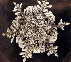 pasadenapictures:  In 1885, nineteen-year-old Wilson A. Bentley took his first successful photomicrograph of a snow crystal. He went on to capture over 5000 such images before he died on Dec. 23, 1931, after walking six miles in a blizzard. 