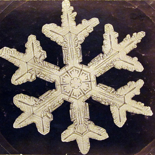 pasadenapictures:  In 1885, nineteen-year-old Wilson A. Bentley took his first successful photomicrograph of a snow crystal. He went on to capture over 5000 such images before he died on Dec. 23, 1931, after walking six miles in a blizzard. 
